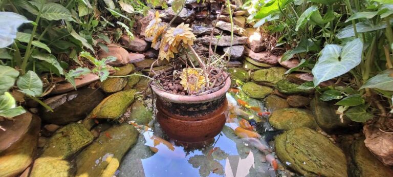 Casa para aluguel no Ribeirânia: Lago artificial