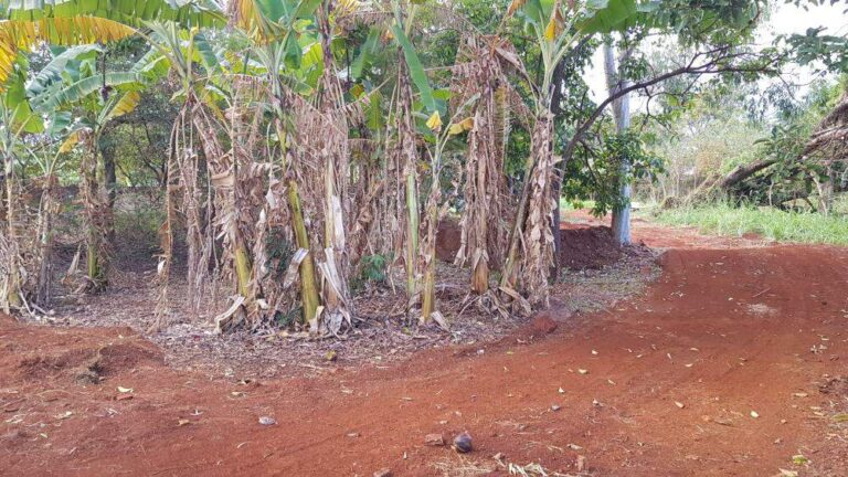 Terreno Comercial para aluguel no Ribeirânia: | Foto_migracao | 16